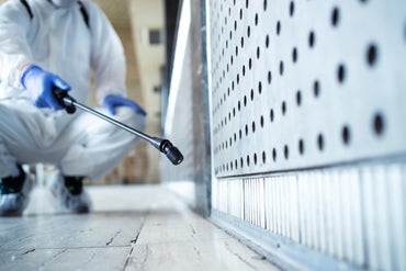 Best Ant Killers for Home Kitchens - Hygiene Harbor