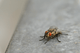 Top-Rated Fly Control Traps for Commercial Kitchens - Hygiene Harbor